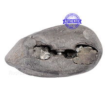 Load image into Gallery viewer, Shaligram - 153
