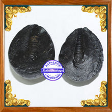 Load image into Gallery viewer, Shivling Shaligram - 1