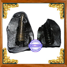 Load image into Gallery viewer, Shivling Shaligram - 6