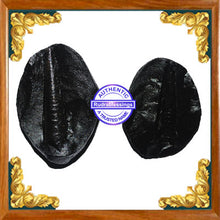 Load image into Gallery viewer, Shivling Shaligram - 9