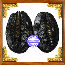 Load image into Gallery viewer, Shivling Shaligram - 11