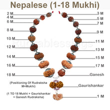 Load image into Gallery viewer, Enroute to Rudraksha Shahi Indrani Mala from Nepal
