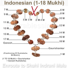 Load image into Gallery viewer, Enroute to Rudraksha Shahi Indrani Mala from Indonesia - 4