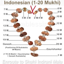 Load image into Gallery viewer, Enroute to Rudraksha Shahi Indrani Mala from Indonesia