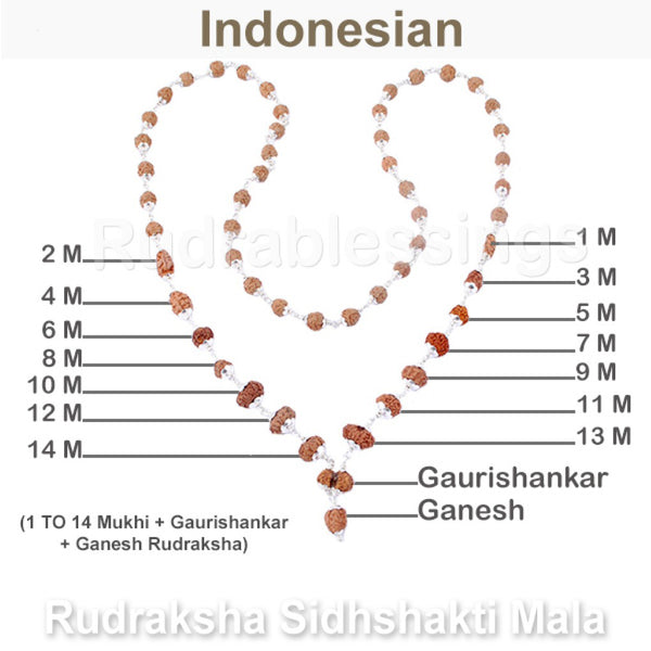Rudraksha SidhShakti Mala from Indonesia (Mini size beads) - 2 (Pure Silver)