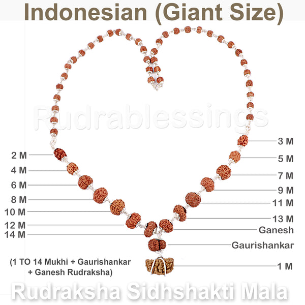 Rudraksha SidhShakti Mala from Indonesia (Giant size beads) (Pure Silver)