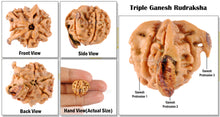 Load image into Gallery viewer, Nepalese Triple Ganesh Rudraksha - Bead No. 34