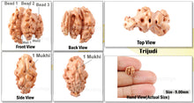 Load image into Gallery viewer, Trijudi Rudraksha from Indonesia Bead No. - 18