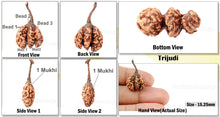 Load image into Gallery viewer, Trijudi Rudraksha from Indonesia Bead No. - 19
