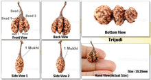 Load image into Gallery viewer, Trijudi Rudraksha from Indonesia Bead No. - 19