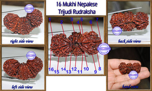 16 Mukhi Trijudi Rudraksha from Nepal - Bead 1
