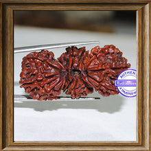 Load image into Gallery viewer, 16 Mukhi Trijudi Rudraksha from Nepal - Bead 1
