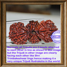 Load image into Gallery viewer, Unique Rarest of Rare Trijudi Rudraksha from Indonesia