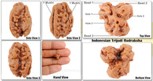 Load image into Gallery viewer, Trijudi Rudraksha from Indonesia - Bead No. 24
