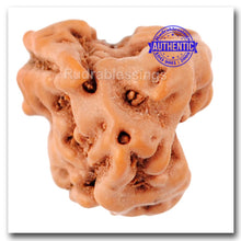 Load image into Gallery viewer, Trijudi Rudraksha from Indonesia - Bead No. 24