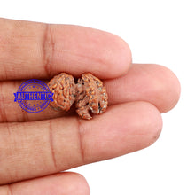 Load image into Gallery viewer, Trijudi Rudraksha from Indonesia Bead No. - 37