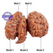 Load image into Gallery viewer, Trijudi Rudraksha from Indonesia Bead No. - 37