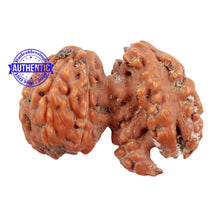 Load image into Gallery viewer, Trijudi Rudraksha from Indonesia Bead No. - 37