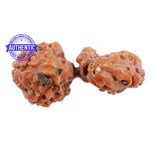Load image into Gallery viewer, Trijudi Rudraksha from Indonesia Bead No. - 37