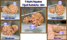 Load image into Gallery viewer, 9 Mukhi Trijudi Rudraksha from Nepal (Mini) - Bead 2