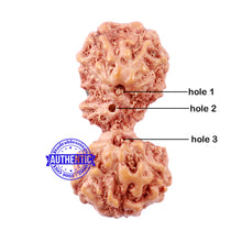 Load image into Gallery viewer, Trijudi Rudraksha from Indonesia Bead No. - 40