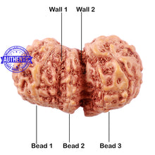 Load image into Gallery viewer, Trijudi Rudraksha from Indonesia Bead No. - 40
