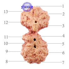 Load image into Gallery viewer, Trijudi Rudraksha from Indonesia Bead No. - 40