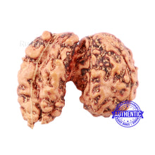 Load image into Gallery viewer, Trijudi Rudraksha from Indonesia Bead No. - 41