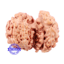 Load image into Gallery viewer, Trijudi Rudraksha from Indonesia Bead No. - 42