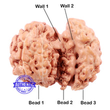 Load image into Gallery viewer, Trijudi Rudraksha from Indonesia Bead No. - 42