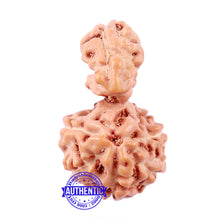 Load image into Gallery viewer, Trijudi Rudraksha from Indonesia Bead No. - 42

