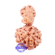 Load image into Gallery viewer, Trijudi Rudraksha from Indonesia Bead No. - 42