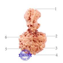 Load image into Gallery viewer, Trijudi Rudraksha from Indonesia Bead No. - 42