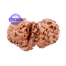 Load image into Gallery viewer, Trijudi Rudraksha from Indonesia Bead No. - 43