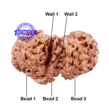 Load image into Gallery viewer, Trijudi Rudraksha from Indonesia Bead No. - 43