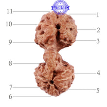 Load image into Gallery viewer, Trijudi Rudraksha from Indonesia Bead No. - 43