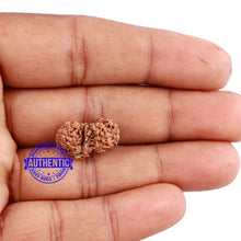 Load image into Gallery viewer, Trijudi Rudraksha from Indonesia Bead No. - 43