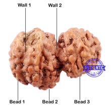 Load image into Gallery viewer, Trijudi Rudraksha from Indonesia Bead No. - 44