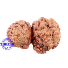 Load image into Gallery viewer, Trijudi Rudraksha from Indonesia Bead No. - 44