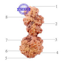 Load image into Gallery viewer, Trijudi Rudraksha from Indonesia Bead No. - 44