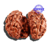 Load image into Gallery viewer, Trijudi Rudraksha from Indonesia Bead No. 49