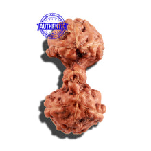 Load image into Gallery viewer, Trijudi Rudraksha from Indonesia Bead No. 49