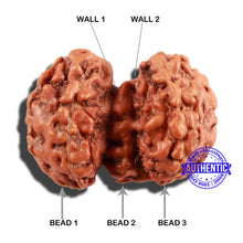 Load image into Gallery viewer, Trijudi Rudraksha from Indonesia Bead No. 49