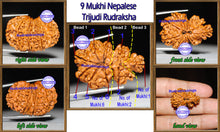 Load image into Gallery viewer, 9 Mukhi Trijudi Rudraksha from Nepal - Bead 5