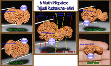 Load image into Gallery viewer, 6 Mukhi Trijudi Rudraksha from Nepal - Bead No. 11