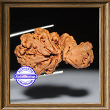 Load image into Gallery viewer, 6 Mukhi Trijudi Rudraksha from Nepal - Bead No. 11