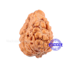 Load image into Gallery viewer, Trijudi Rudraksha from Indonesia Bead No. - 32