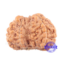 Load image into Gallery viewer, Trijudi Rudraksha from Indonesia Bead No. - 32