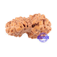 Load image into Gallery viewer, Trijudi Rudraksha from Indonesia Bead No. - 32