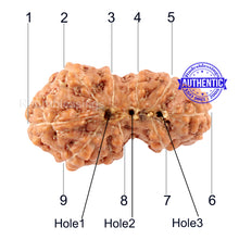 Load image into Gallery viewer, Trijudi Rudraksha from Indonesia Bead No. - 32